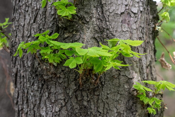 Lush green leaves of a chestnut tree near the trunk.