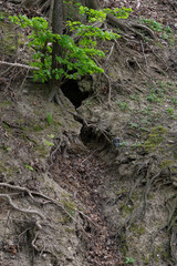 Naklejka na ściany i meble A crack in the ground on a slope with exposed roots.
