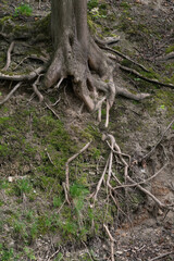 Exposed tree roots on a hillside.