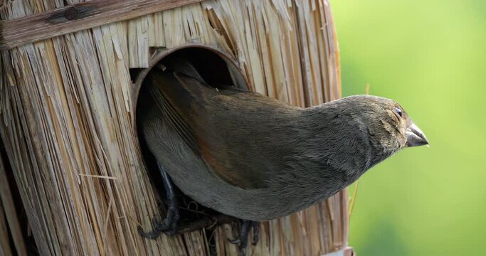 Nest building. Lesser Antillean bullfinch (Loxigilla noctis), female bird, Guadeloupe, french caribbean islands.