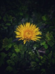 yellow dandelion flower photos 