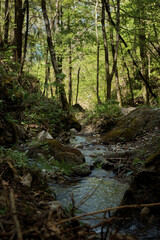 A stream in the woods.