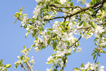 White apple blossom on tree.