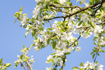 White apple blossom on tree.