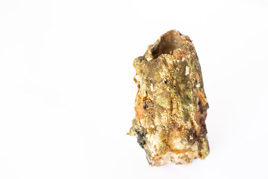 chilean picoroco on a white background