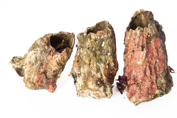 three chilean picorocos against a white background