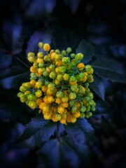 bunch of yellow flower buds