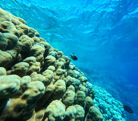 Underwater view of coral reef with fish in blue sea water.
