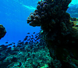 Underwater view of coral reef with fishes and corals in Red Sea