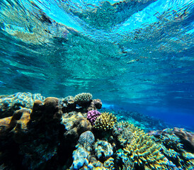 Underwater view of coral reef with fishes and corals. Tropical landscape