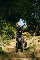 A beautiful blue-eyed black dog sits and poses on an old stone staircase in the middle of a green spring park. A dog with heterochromia rests outside on a summer sunny day.