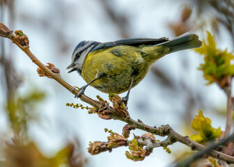 Blue Tit (Cyanistes caeruleus) - Found throughout Europe and parts of Asia