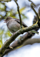 Chaffinch (Fringilla coelebs) - Widespread across Europe, Asia, and North Africa