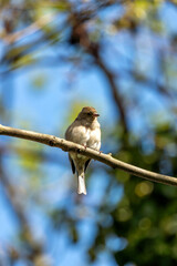 Chaffinch (Fringilla coelebs) - Widespread across Europe, Asia, and North Africa