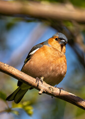 Chaffinch (Fringilla coelebs) - Widespread across Europe, Asia, and North Africa