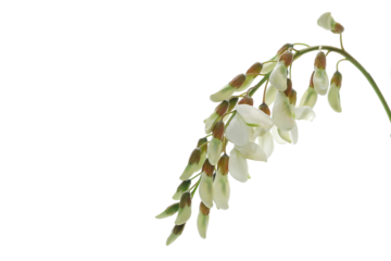 Blossoming acacia, young green flowers isolated on white background, black locust, clipping path