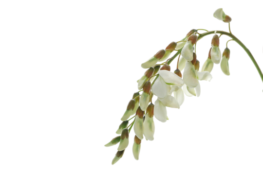 Blossoming acacia, young green flowers isolated on white background, black locust, clipping path