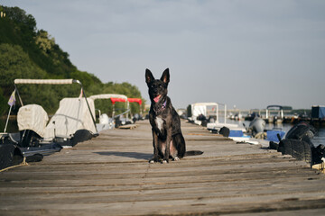 Traveling with a pet in Europe. Adorable black blue-eyed mongrel doggy sits on a wooden pier next...