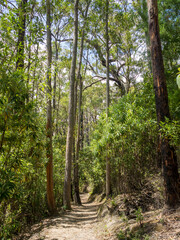 Lush vegetation and giant ferns in Lilly Pilly Gully Circuit trail