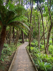 Lush vegetation and giant ferns in Lilly Pilly Gully Circuit trail