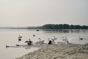 A black dog runs along the river and scares the swans. The hunting instinct of a domestic dog. Belgrade, Serbia, Zemun district. The embankment of the Danube River.