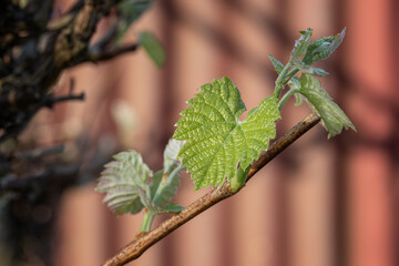 Fresh vine leaves and twig.