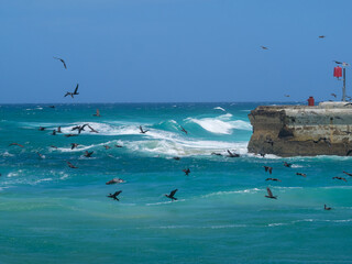 Birds flying in the river mouth in Lakes Entrance, Victoria, Australia