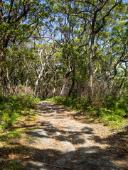 Naklejka na ściany i meble Track path between the bush in Steamers Track, Jervis Bay Territory