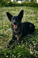 A beautiful blue-eyed black dog poses in a spring park lying in a meadow with wildflowers. A greeting card with a pet and flowers. A cute merle-colored mongrel is walking outside.