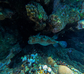 Fototapeta na wymiar Coral reef and fish at Marsa Alam, Egypt.