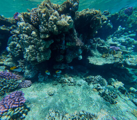 Fototapeta na wymiar Underwater view of coral reef with fish at Egypt.