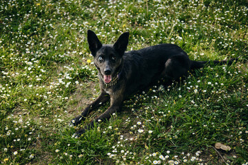 A beautiful blue-eyed black dog poses in a spring park lying in a meadow with wildflowers. A...