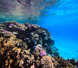 Underwater view of coral reef in Red Sea. Egypt, Africa