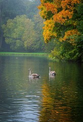 swan on the lake, half autumn and half sommer