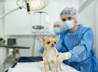 Cute fawn chihuahua with bandaged belly patiently awaiting for surgical operation on operating...
