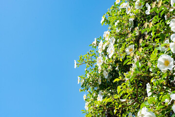 鎌倉244　九品寺3　ナニワイバラ