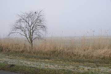 Baum im Nebel