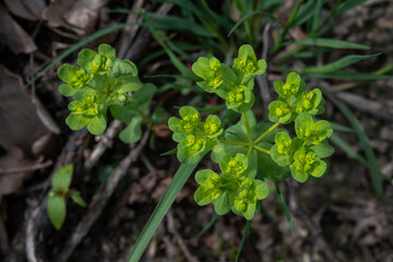 Green flowers sprout top view.