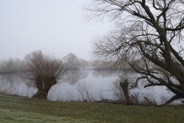 Bäume am Fluss im Nebel