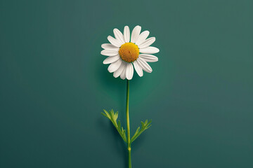 Camomile flower on green background