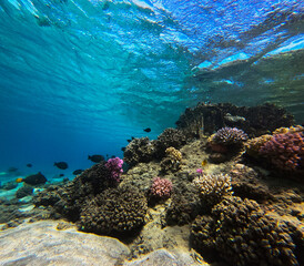 Underwater view of the coral reef and fish in the Red Sea. Egypt