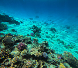 Underwater view of the coral reef, Egypt. Natural background