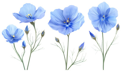 set of three blue flax flowers isolated on a white background