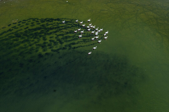 Flamingos gathered in the salt lakes of Toledo, Spain