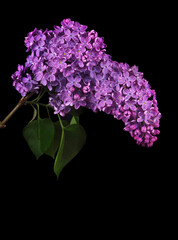 blossoming lilac branch in water drops isolated on black. close up - 795791704