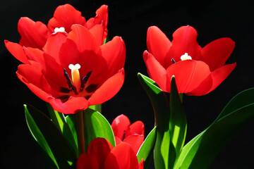 Red tulips under window hard light on the black background.