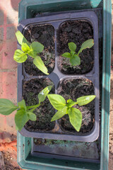 organic peppers planted at home