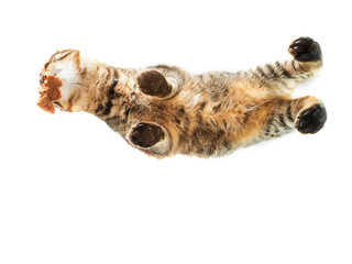Obraz premium Tabby cat eating food. View from bottom up on a glass surface. Copy space. Pet feeding time. Unusual angle of view.