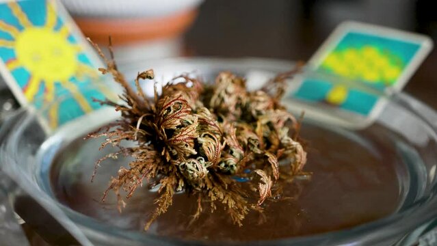 Time Lapse video of Rose of Jericho opening.  Flowering Rose of Jericho opening and blooming into green plant.
