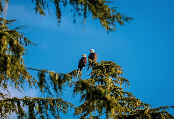 Two bald eagles patiently waiting for its prey.